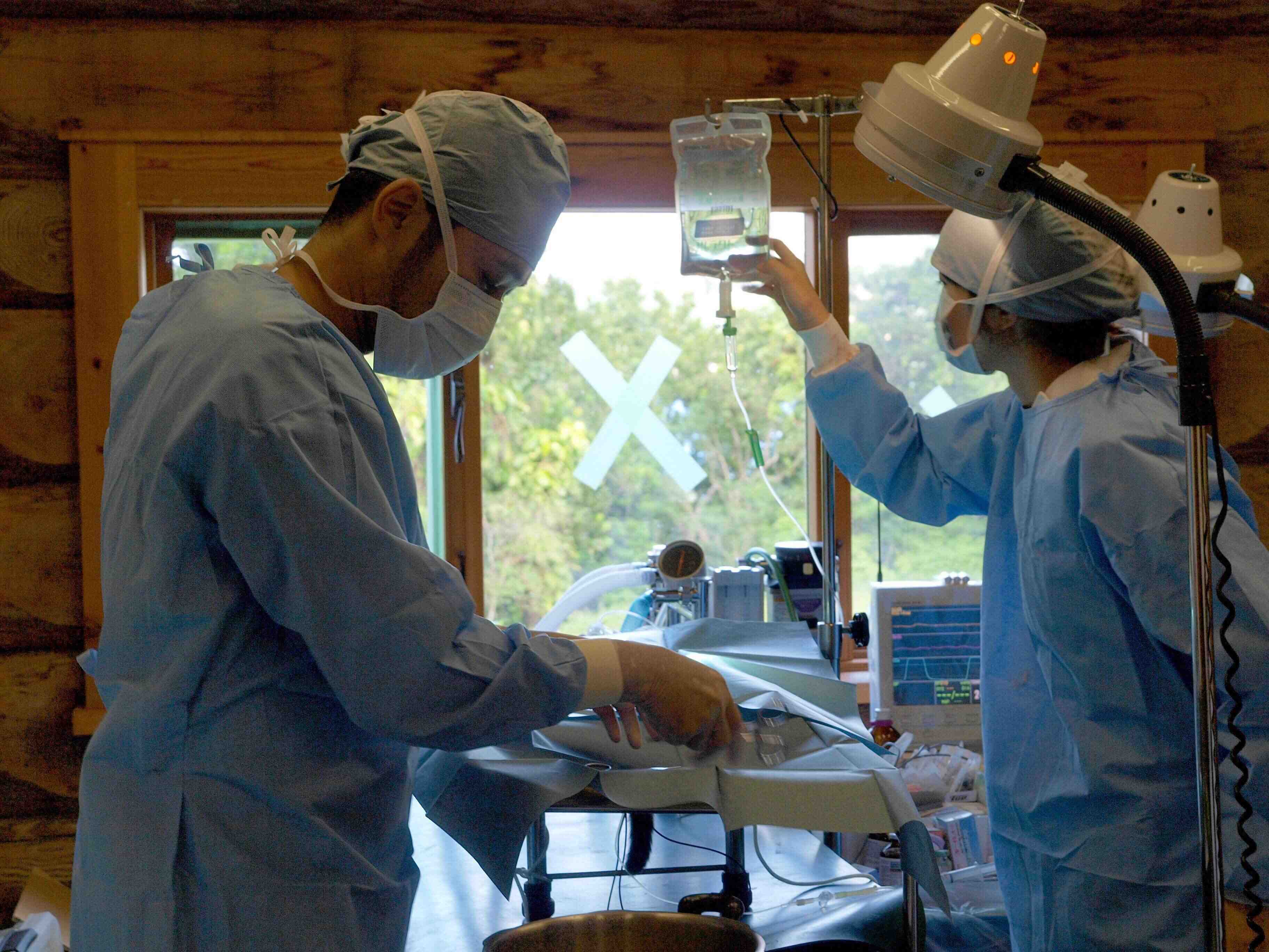 写真提供／小笠原ネコプロジェクト