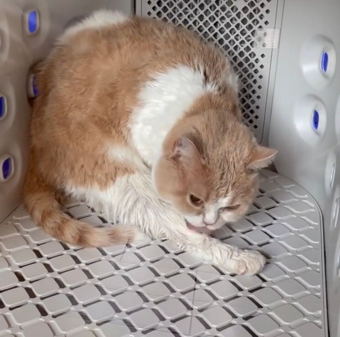 nelloペットドライルームと猫2