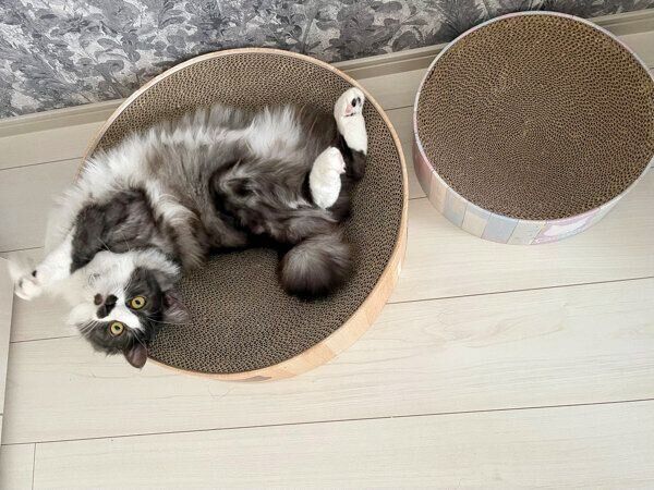 くつろぐスイちゃん