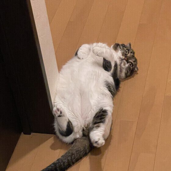 マンチカンの大吉くん