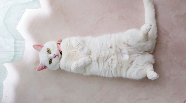 究極にかわいい…！完全なる「へそ天ポーズ」で見つめてくる白猫｜ね