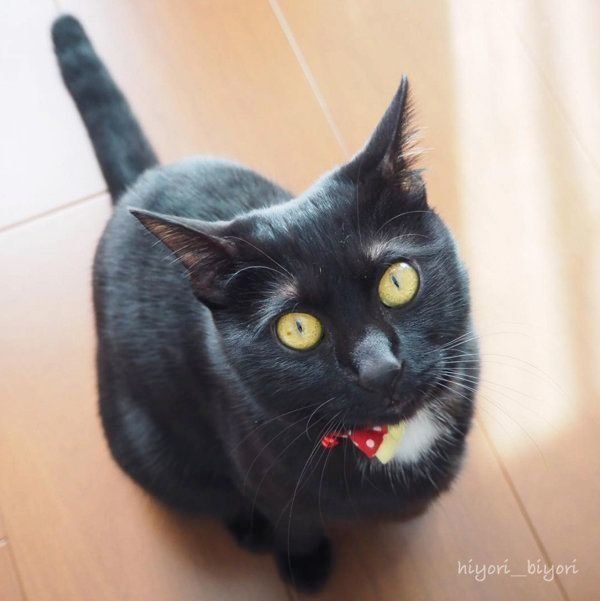 黒猫の月ちゃん