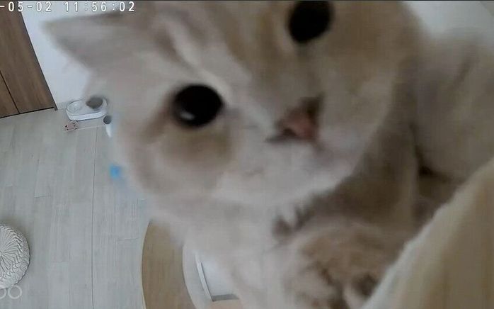 見守りカメラに反応するつきみくん
