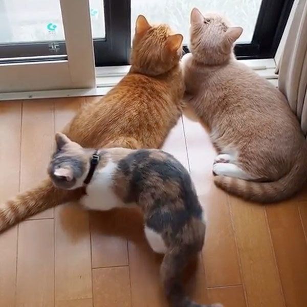 ニャルソックするマンチカン