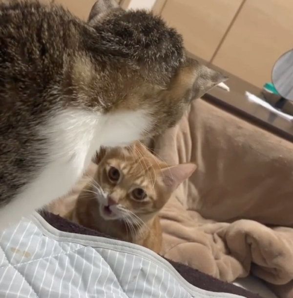 茶トラのウニくんとキジ白のコハダちゃん