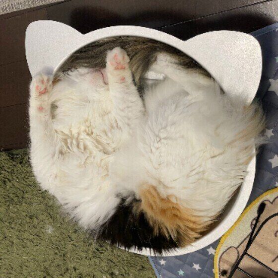 ミケ猫のみぃちゃん