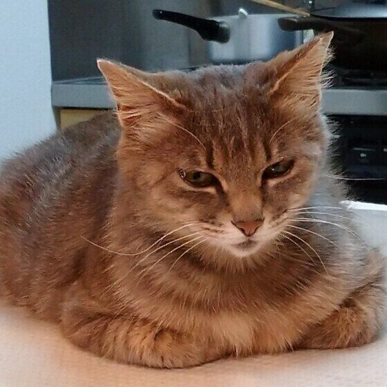 キジトラ猫のライアちゃん