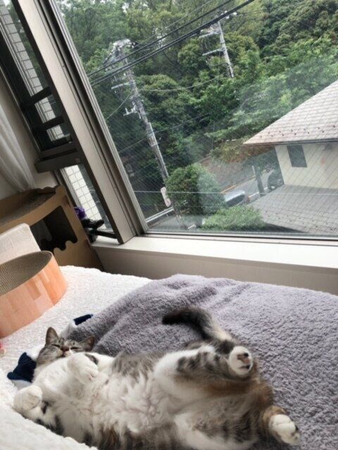 ねこのきもち2021年9月号