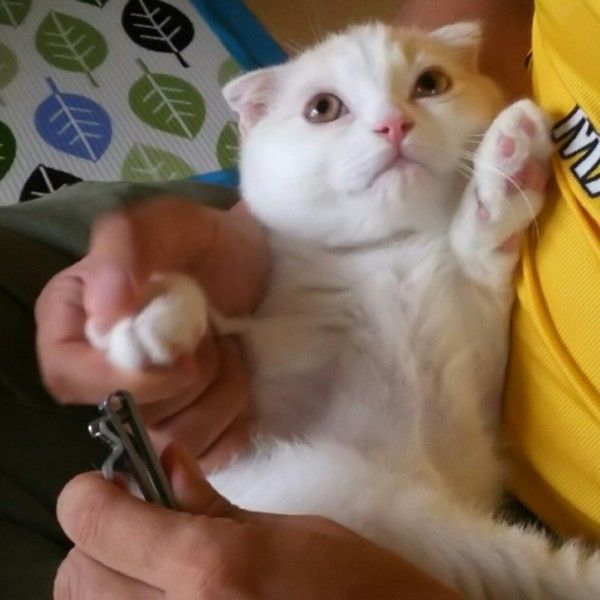 爪切りにちょっと怯えているスコティッシュフォールド