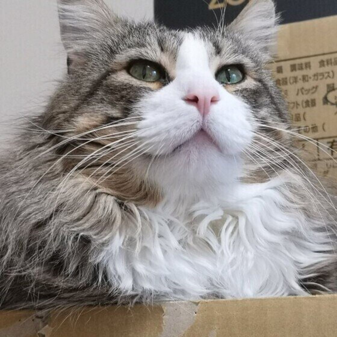 獣医師監修 猫にトマトを与えるときは注意が必要 与えるメリットとデメリットを解説 ねこのきもちweb Magazine 獣医師監修 猫にトマトを与えるときは注意が必要 与えるメリットとデメリットを解説 ねこのきもちweb Magazine