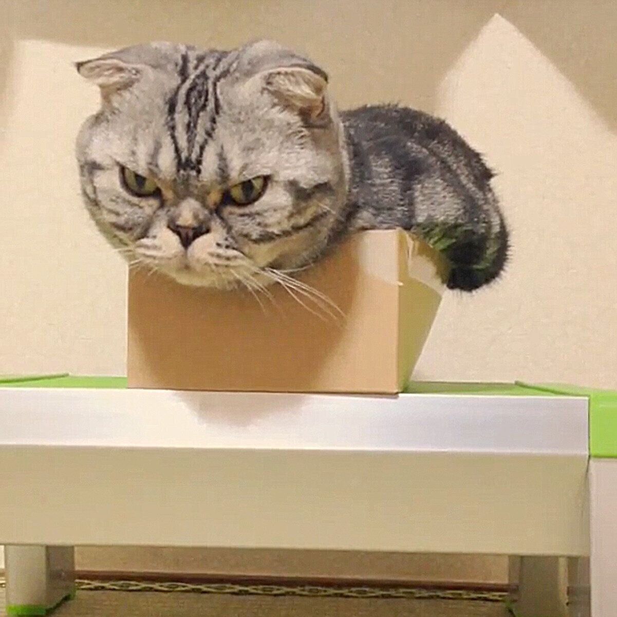 箱が壊れるのでは？ 明らかに自分より小さい箱にぎゅうぎゅうと