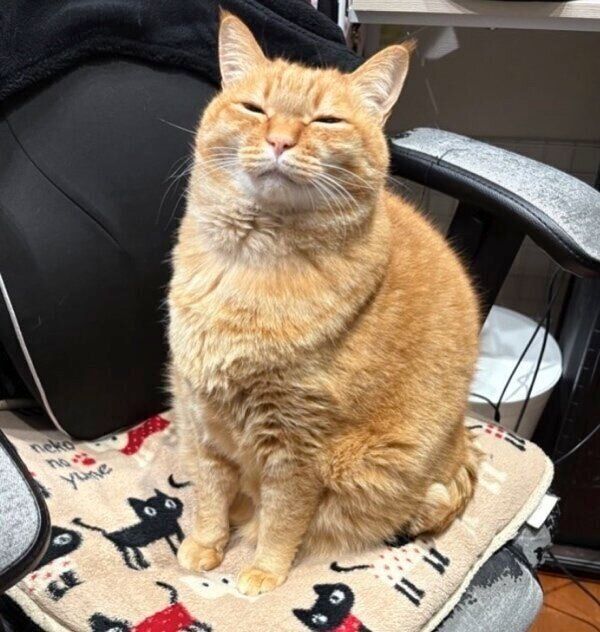 イスで暖を取るのが大好きなすずくん