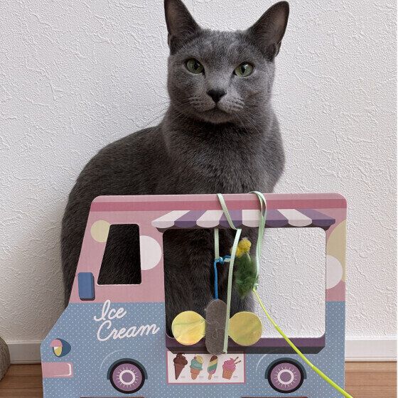 ロシアンブルーのりんくん♪