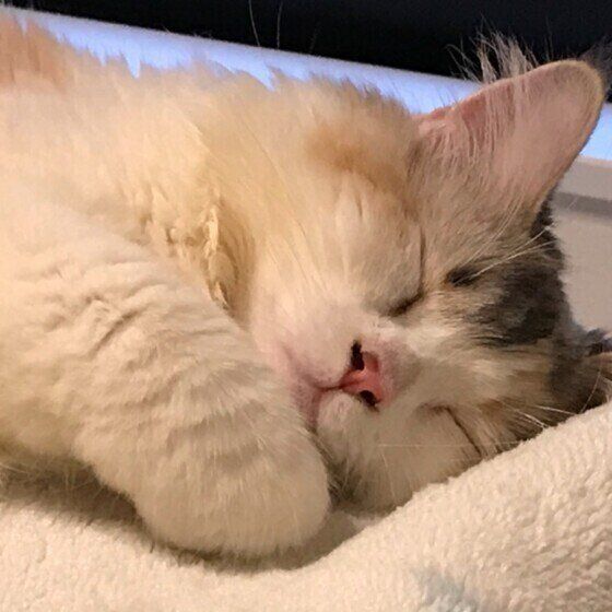 ラガマフィン・ふくちゃん