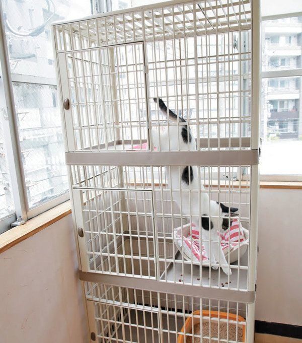 猫のケージのメリットと慣れさせ方