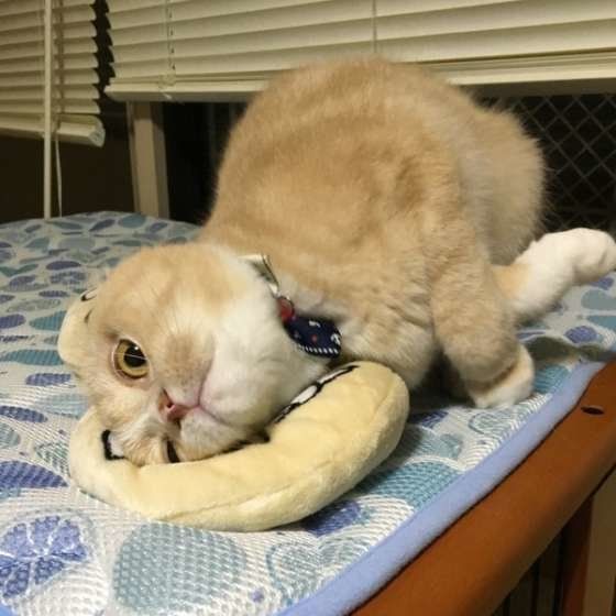 クッションに頭をこすりつけるスコティッシュフォールド