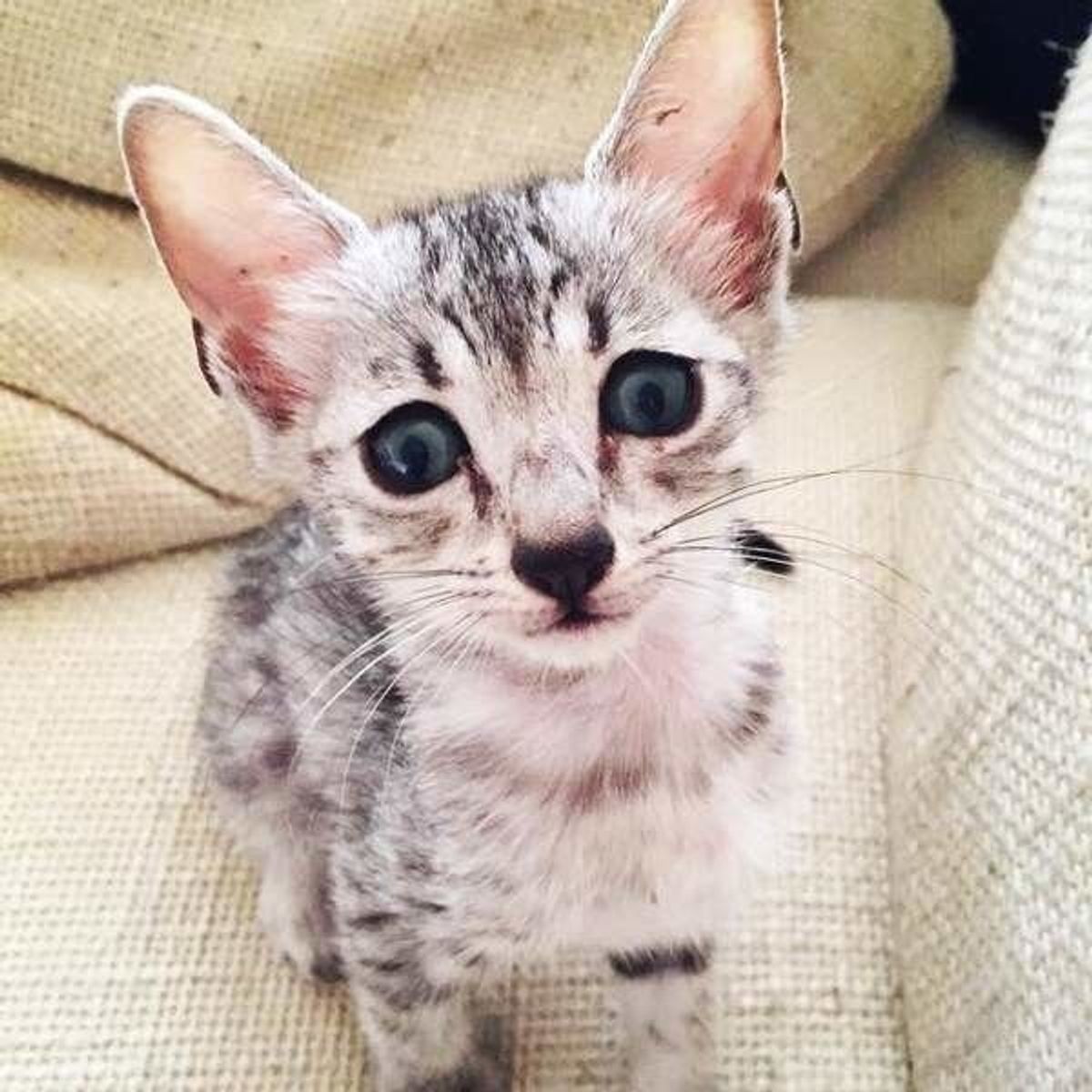 エジプシャン マウの特徴と飼い方 可愛い画像いっぱい ねこのきもち 猫図鑑 ねこのきもちweb Magazine エジプシャン マウの特徴と飼い方 可愛い画像いっぱい ねこのきもち 猫図鑑 ねこのきもちweb Magazine