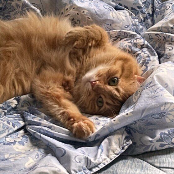 寝転がる茶トラ