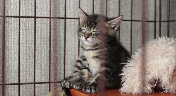 ウトウトする子猫