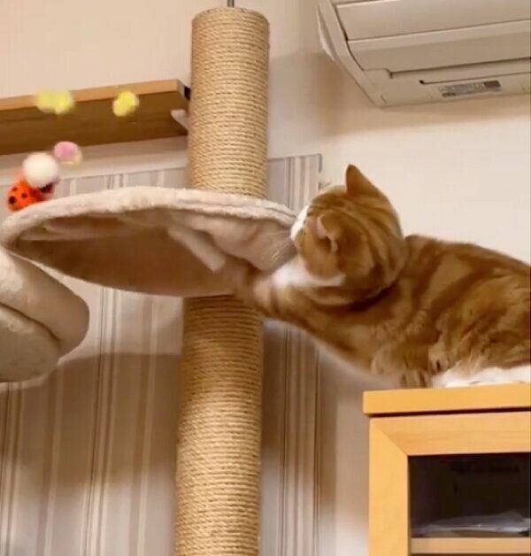 ハンモックを叩いておもちゃを出すもんちゃん