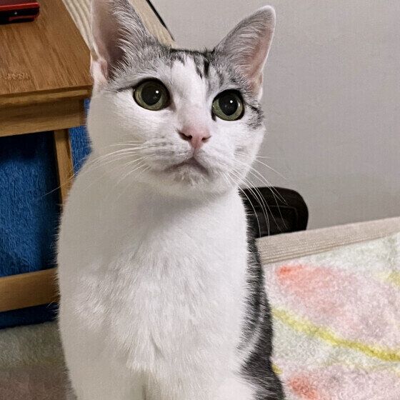 サバトラのもーしゃんちゃん