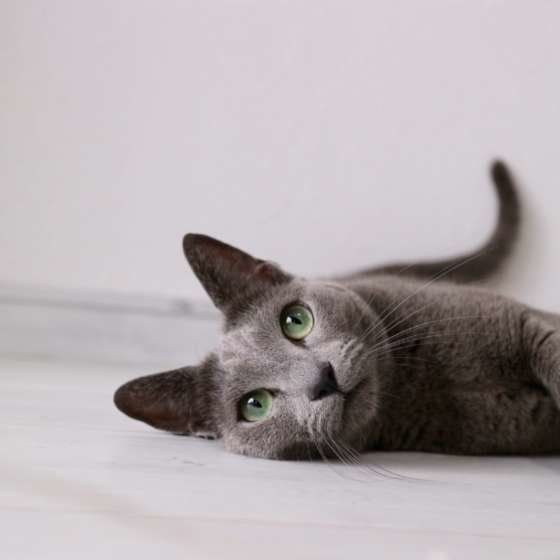 シェンランちゃん　ロシアンブルー