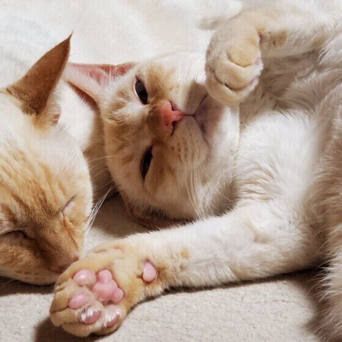 ピンク色の肉球はネコ科の中でも猫だけ 肉球にまつわる3つの秘密 ねこのきもちweb Magazine ピンク色の肉球はネコ科の中でも猫だけ 肉球にまつわる3つの秘密 ねこのきもちweb Magazine