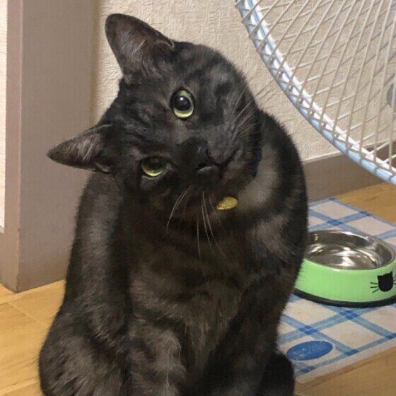 首をかしげる黒猫