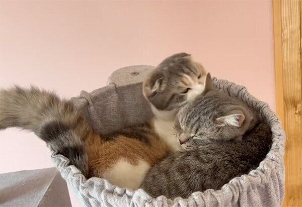 ういちゃん、すみれちゃん