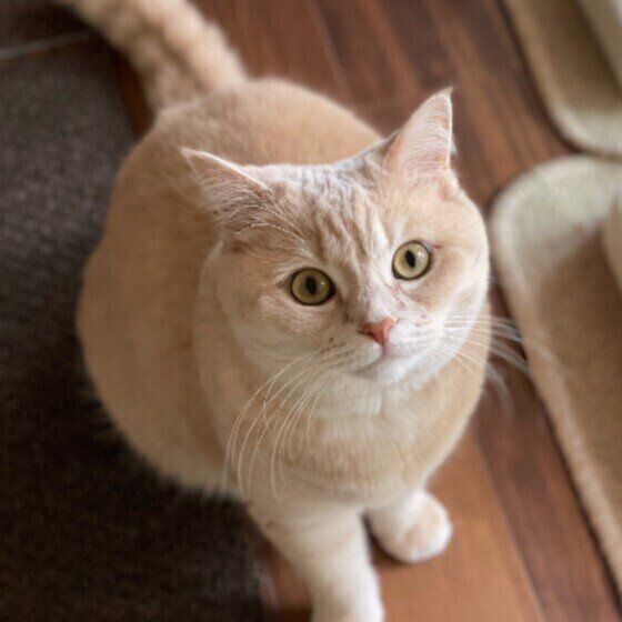 見つめるマンチカン