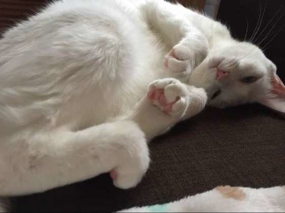 だらだらするMIX白