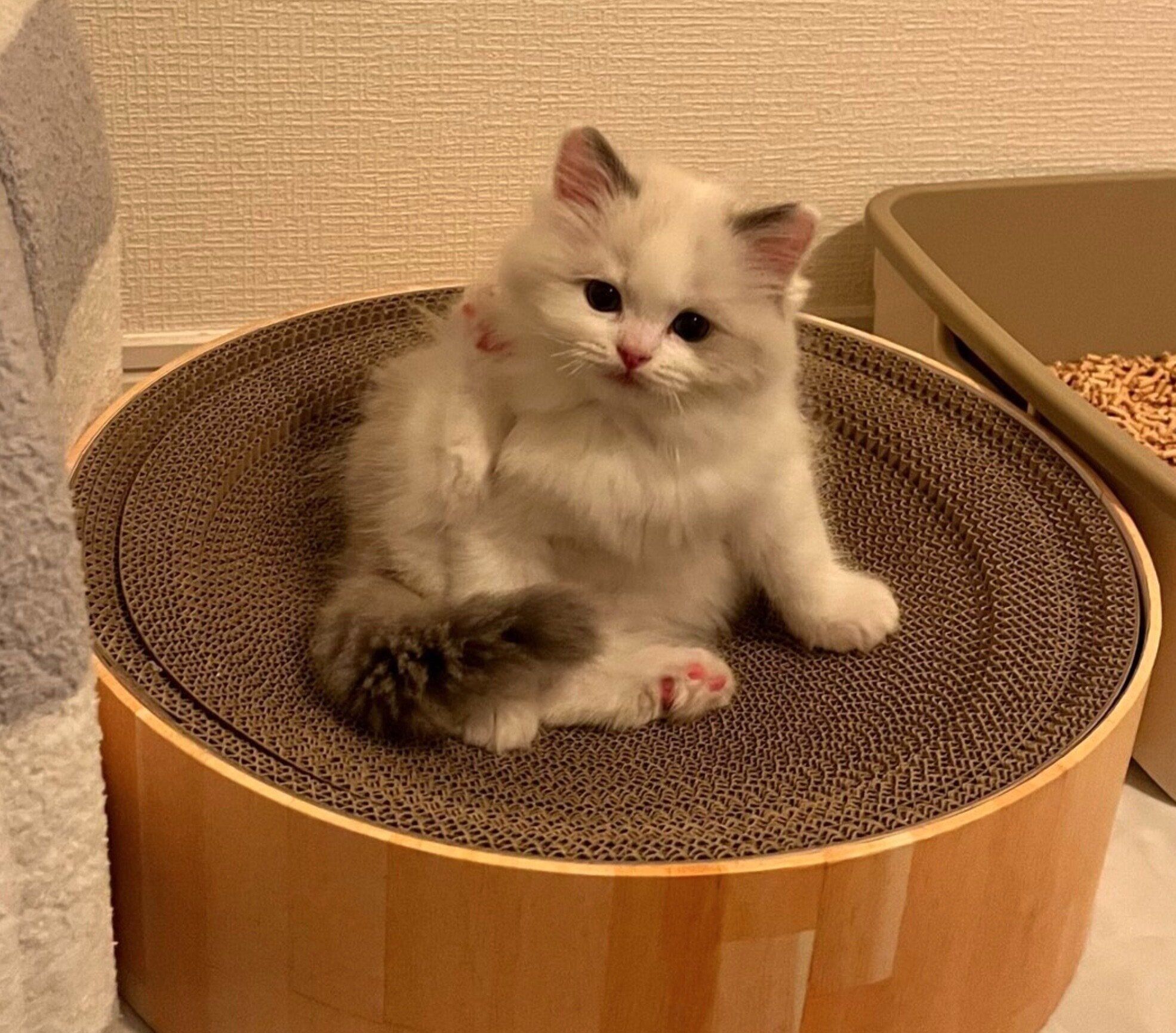 お迎え当時のベルくん