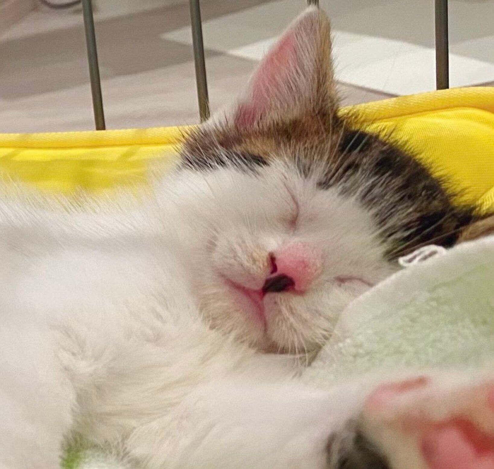 生後1カ月半のころのセロイくん