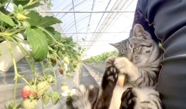 イチゴをゲットしたコタローくん