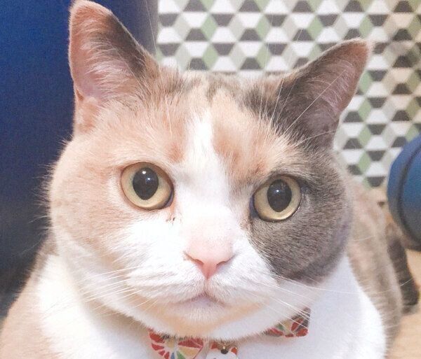 まんまるお目めがキュートなリラちゃん