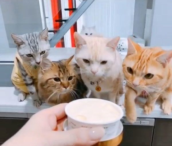 アイスを見つめるアメリカンショートヘア