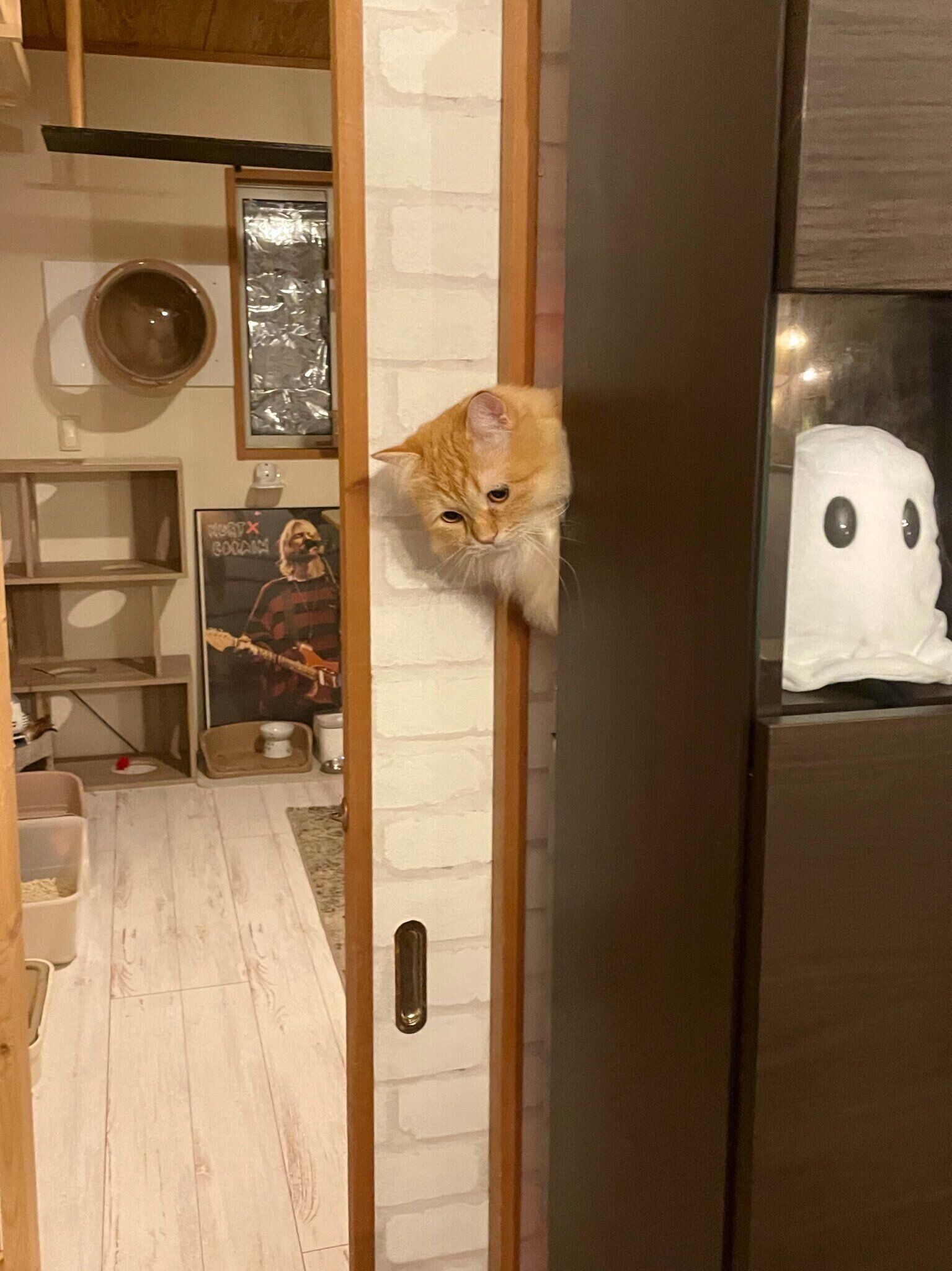 棚から顔を出すエマちゃん