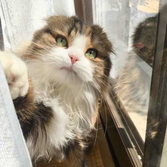 愛猫と1日にどれくらいの時間遊ぶ 圧倒的に多いのは Fwf ねこのきもちweb Magazine