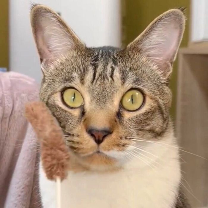 ねこじゃらしにまったく反応しないコテツくん