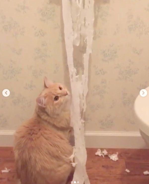 トイレットペーパーで遊ぶ猫