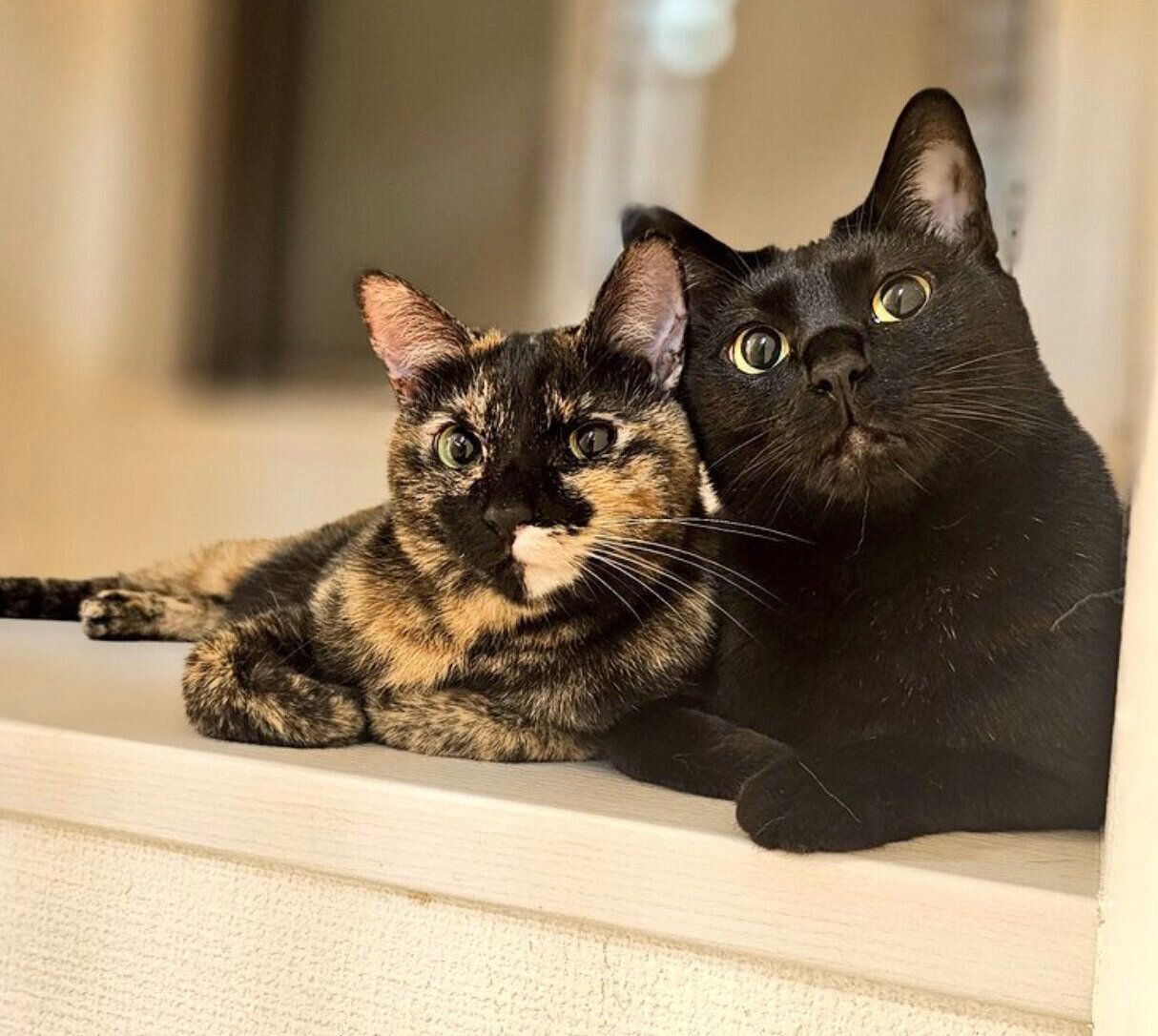 くっつくサッサちゃん、タックくん