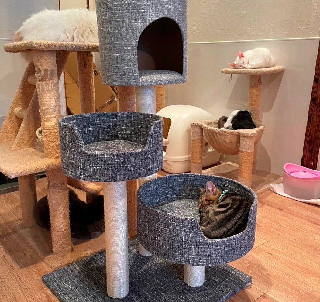 タワーや広い空間で楽しく過ごす猫たち
