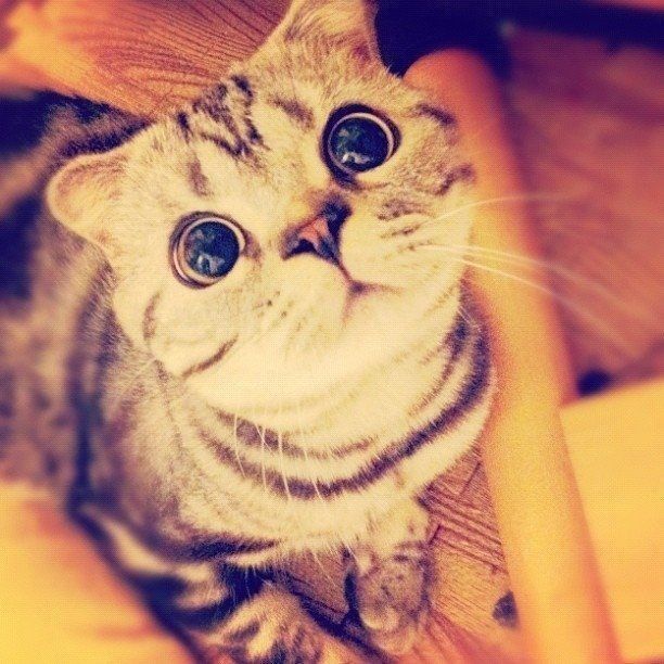 渋ネコししまる