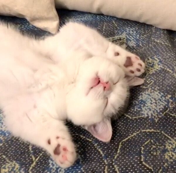 ヘソ天で眠るカツヲくん