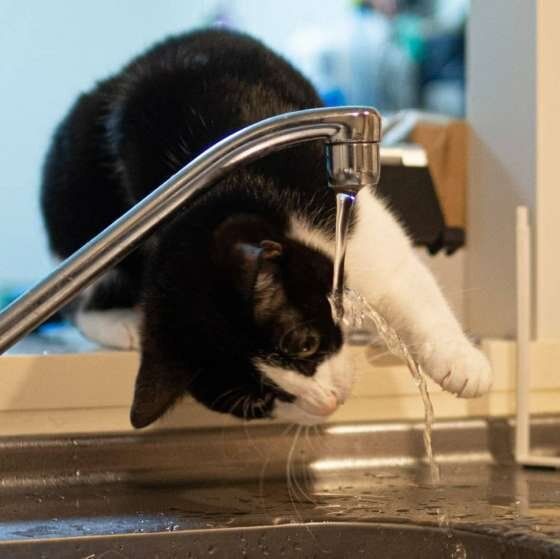 直接飲む派の猫