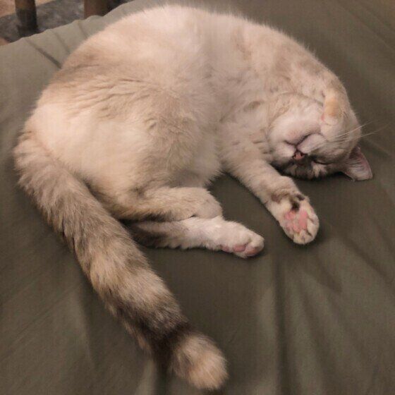 シャム　Violetちゃん