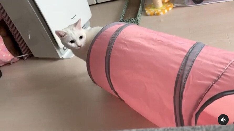 逃げていく猫を見つめる猫