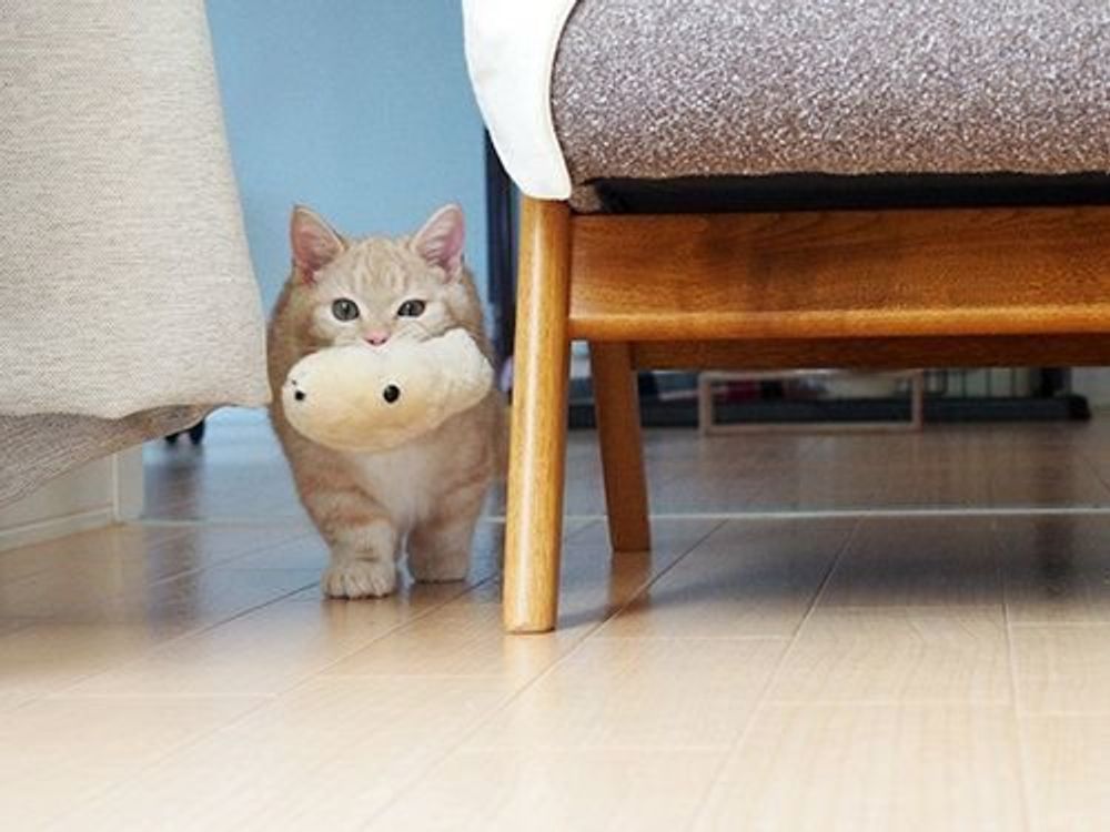 飼い主を悶絶させちゃう 子猫時代 成猫時代 マンチカンのぷーちゃん Vol 59 ねこのきもちweb Magazine 飼い主を悶絶させちゃう 子猫時代 成猫時代 マンチカンのぷーちゃん Vol 59 ねこのきもちweb Magazine