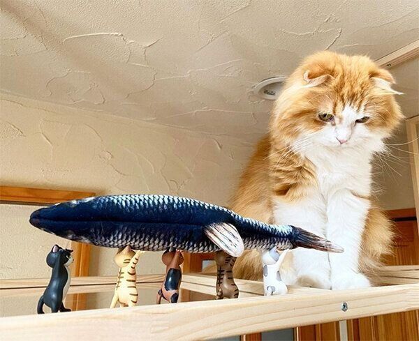 猫のDIYキャットウォーク