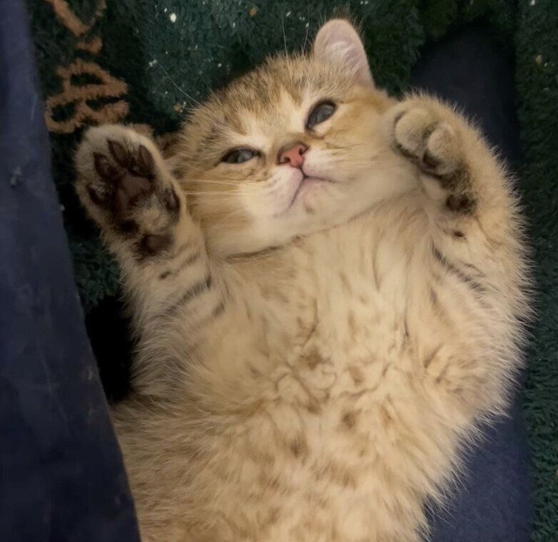 ヘソ天するべべくん